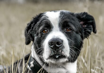dog vomiting white foam