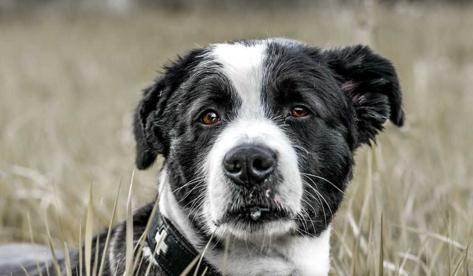dog vomiting white foam