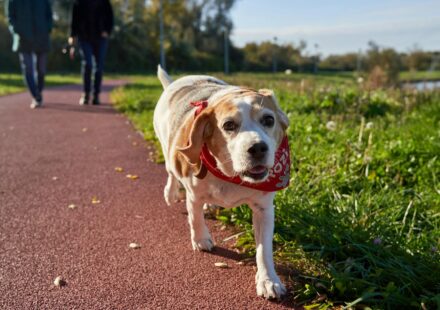 dog walking Weallup Lake