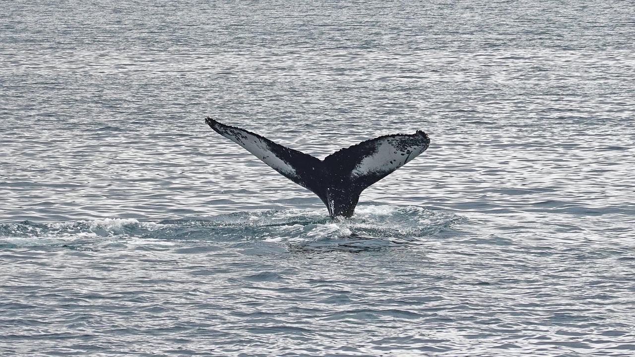 Whale Eyes Dog: Understanding the Meaning and When to Worry