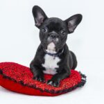 can dogs have aspirin