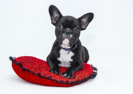 can dogs have aspirin