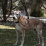 Dogs and Kayaks: The 2026 Guide to Paddling with Your Pooch