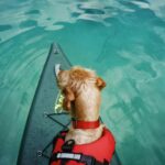 Dogs and Kayaks: The 2026 Guide to Paddling with Your Pooch