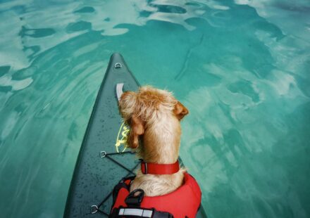 Dogs and Kayaks: The 2026 Guide to Paddling with Your Pooch