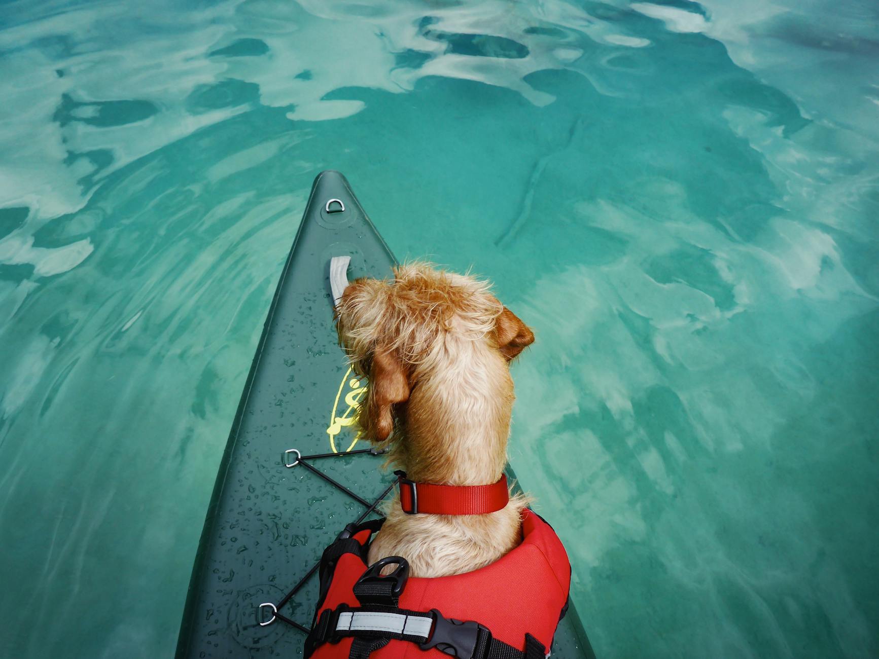 Dogs and Kayaks: The Guide to Paddling with Your Pooch