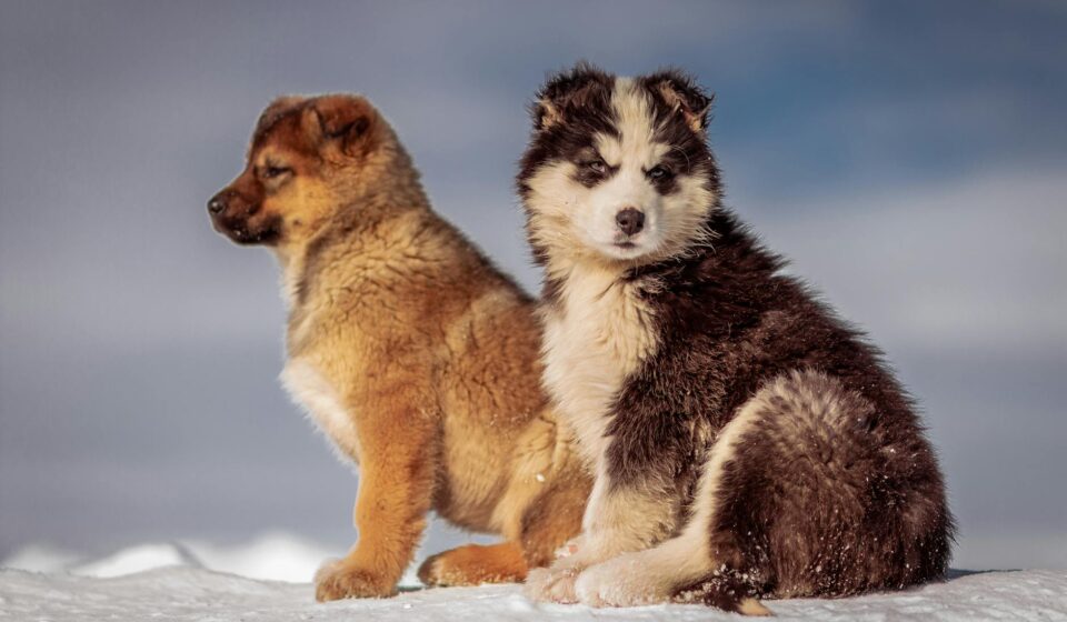 double coated dog grooming