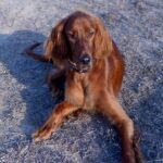 energetic Irish Setter puppy