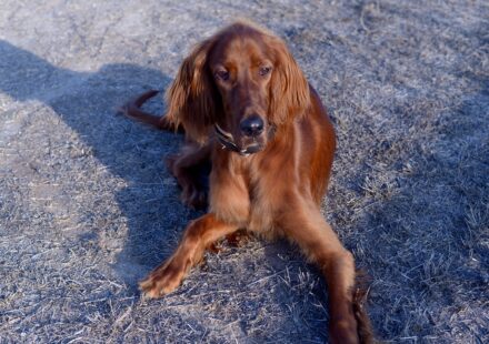 energetic Irish Setter puppy