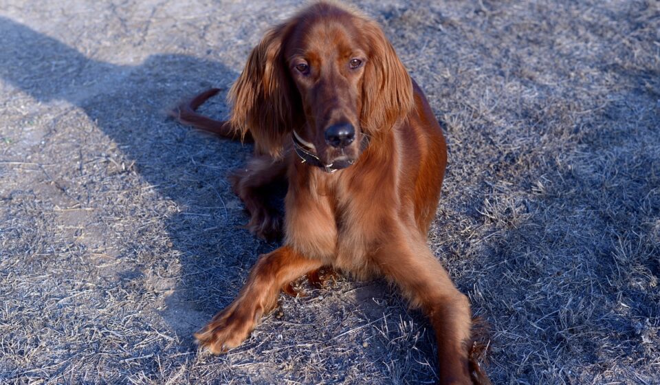 energetic Irish Setter puppy