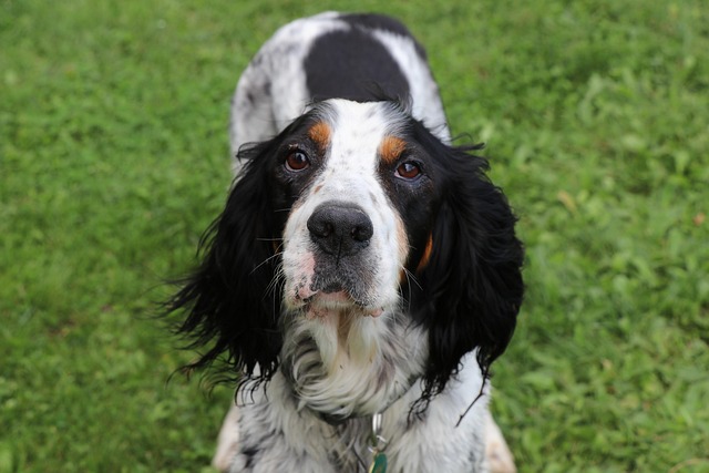English Setter puppy sitting with a price tag icon