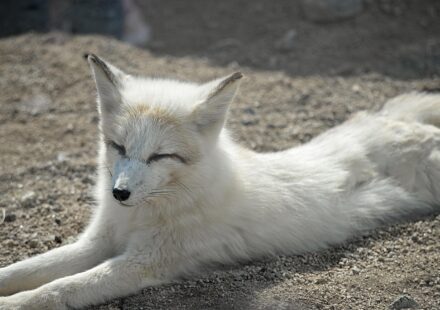 fennec fox