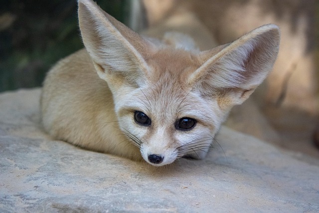 A fennec fox digging energetically in a large, sand-filled enclosure
