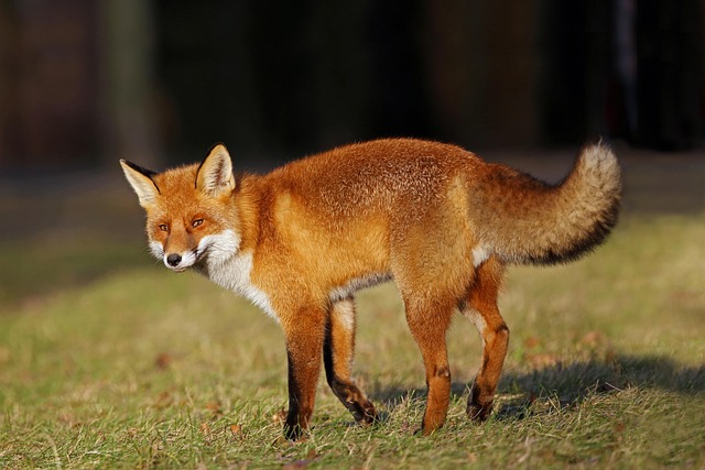 A fennec fox with exceptionally large ears peeking out of a sandy burrow (pet desert fox)