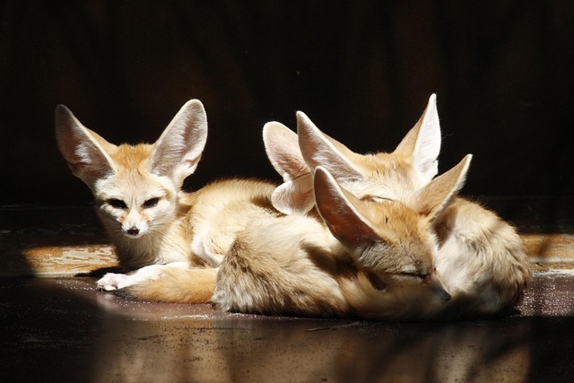 A fennec fox playing with a puzzle feeder toy