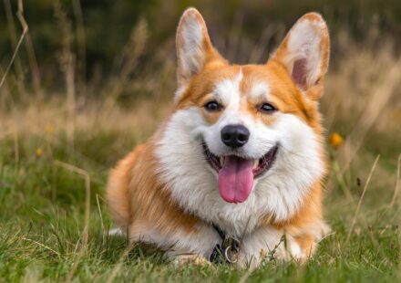 Finding the Perfect Male German Shepherd Names for Your 2026 Companion