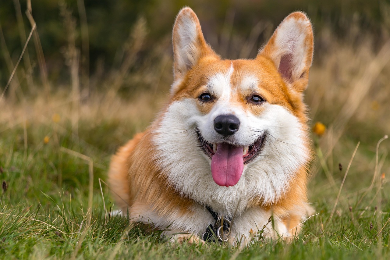Finding the Perfect Male German Shepherd Names for Your Companion