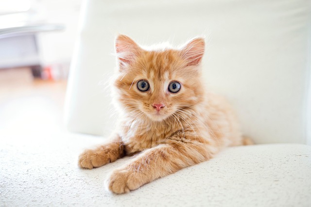 A fluffy cat sitting on a clean floor, looking slightly uncomfortable. (cat vomiting white foam)