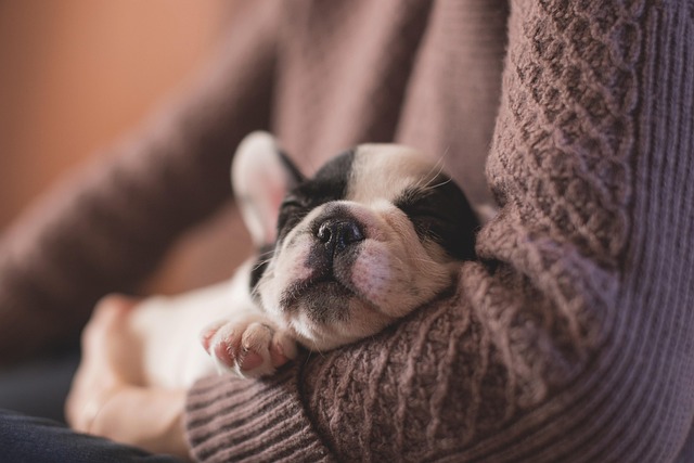 A French Bulldog puppy with bat ears sitting attentively. (french bulldog for sale chicago)