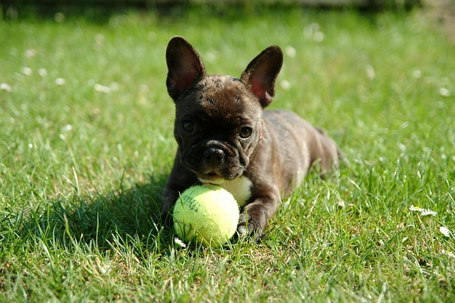 A French Bulldog puppy looking up with large, curious eyes.