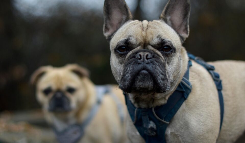 French bulldog puppy Chicago