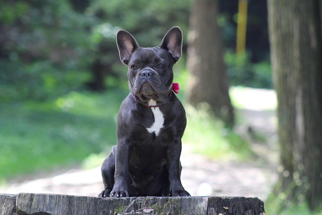 A French Bulldog wearing a cute bandana and looking content.
