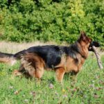 german shepherd dog running