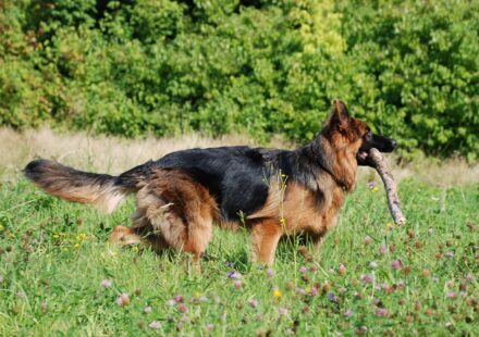 german shepherd dog running