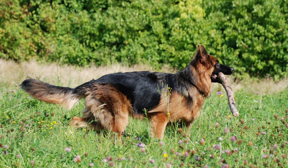 german shepherd dog running