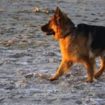 german shepherd family