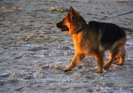 german shepherd family