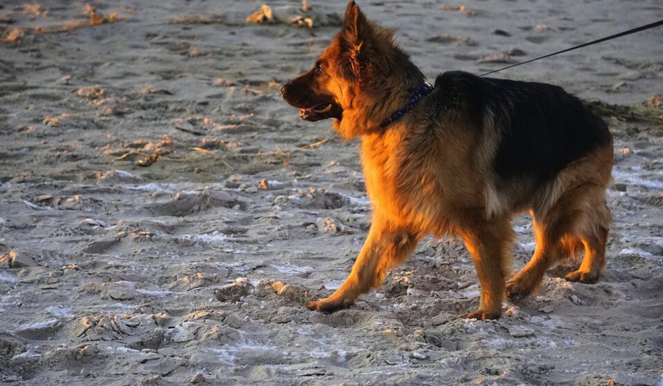 german shepherd family