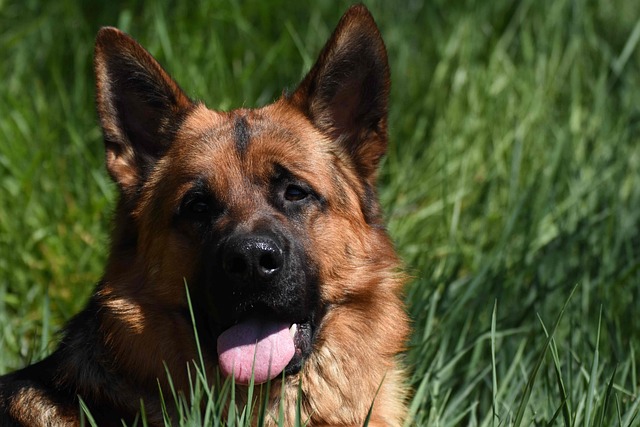 A German Shepherd lying calmly at the feet of its owner in a home office setting.