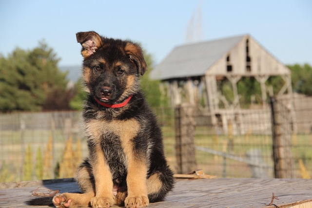 A German Shepherd puppy intently watching its trainer during an obedience session. (german shepherd temperament)