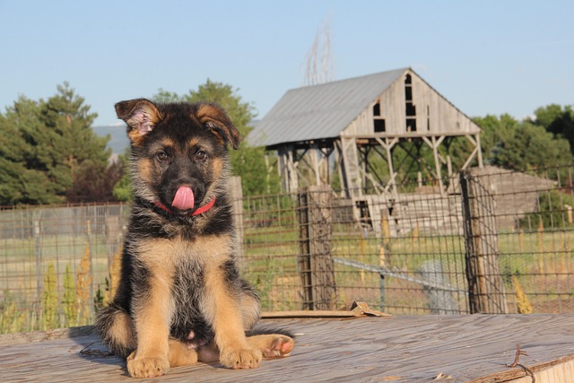 A German Shepherd puppy playing gently with a much smaller dog, demonstrating good socialization.