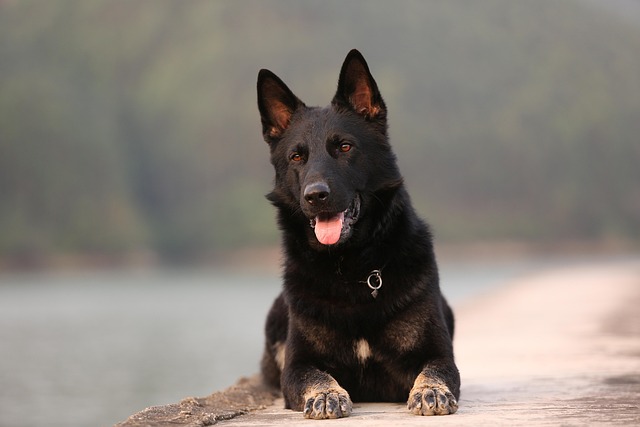 Illustration of a German Shepherd silhouette with German words like 'Kraft' (strength) and 'Treue' (loyalty) subtly integrated.