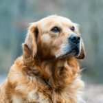 golden retriever in kayak