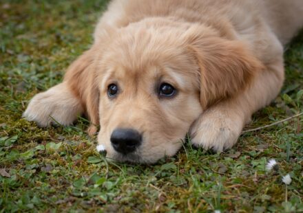 golden retriever dachshund mix puppy