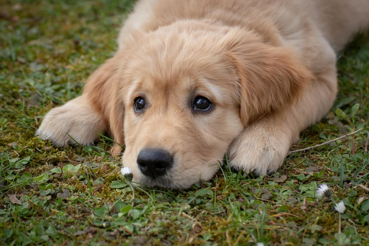 Golden Retriever Dachshund Mix: Your Guide to the ‘Golden Doxie’