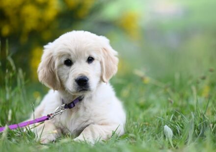 golden retriever german shepherd mix