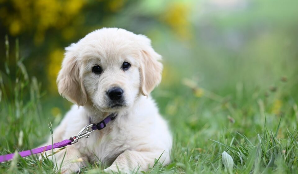 golden retriever german shepherd mix
