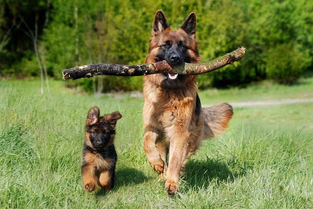 A Golden Shepherd playing fetch in a park