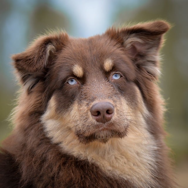 A Golden Shepherd puppy sitting attentively (golden retriever mix shepherd)