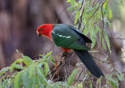 green parrot green