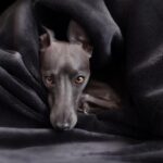 greyhound puppy playing