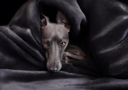 greyhound puppy playing