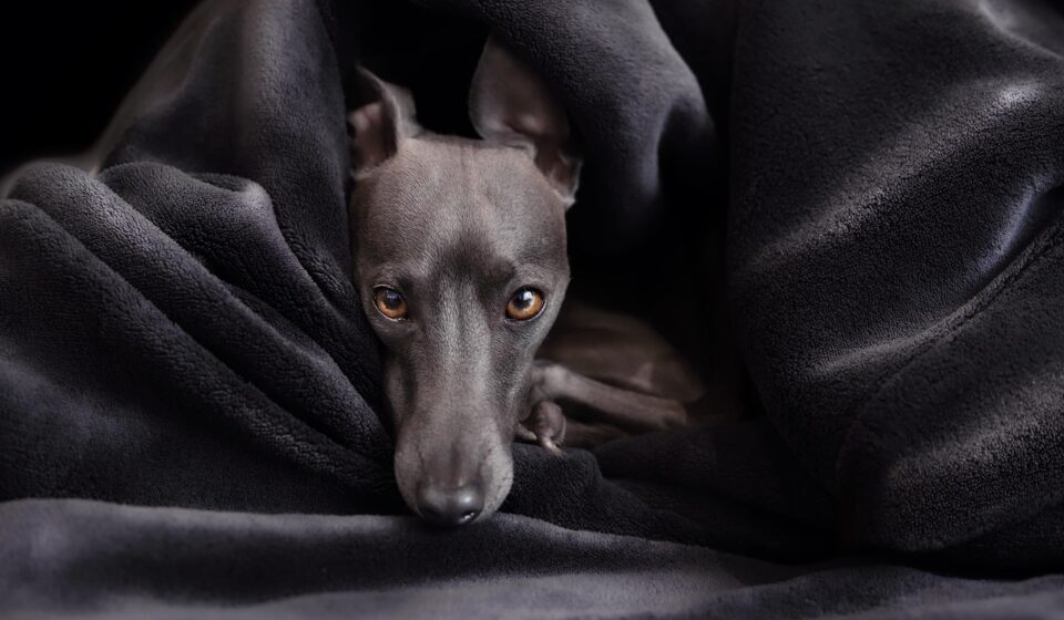 greyhound puppy playing