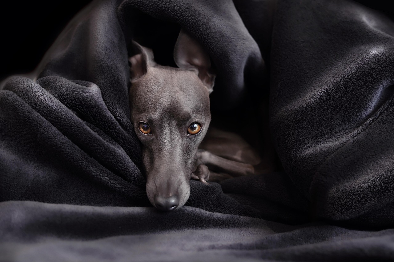 Greyhound Puppy Guide: Care & Training