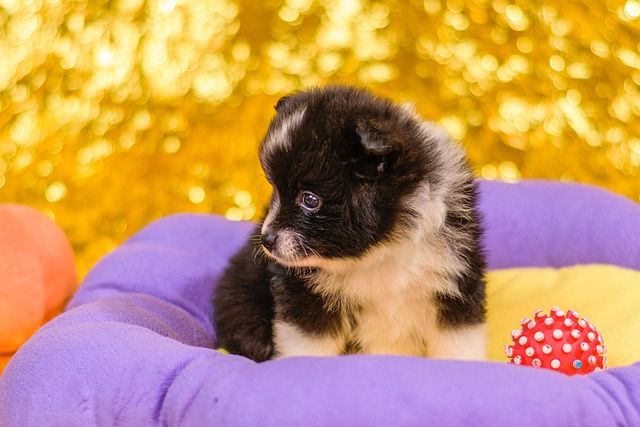 A group of puppies, including a Weimarrott, interacting positively in a supervised socialisation class.