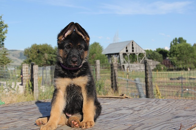 A GSD mix puppy looking curious, sitting on grass (gsd mix puppies warrenton)
